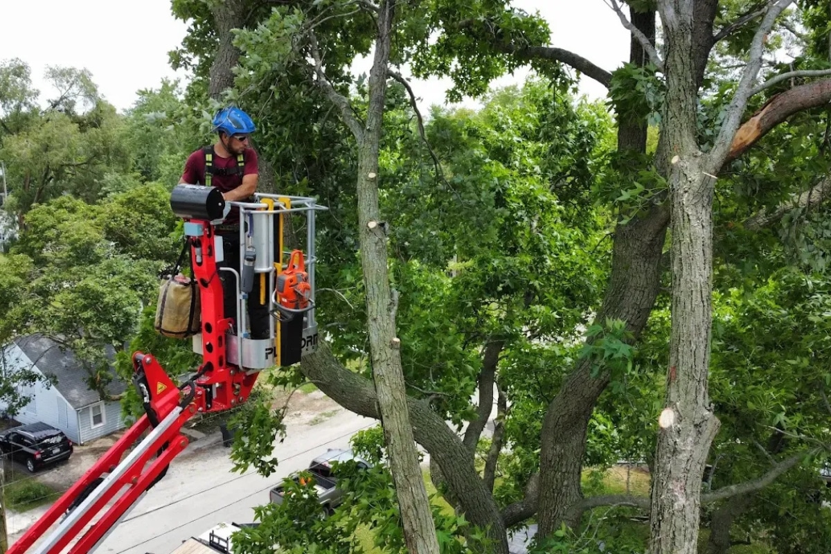 Arborist Services Professional Lift Equipment Trimmed Up Trees Expert Tree Care Services Illinois