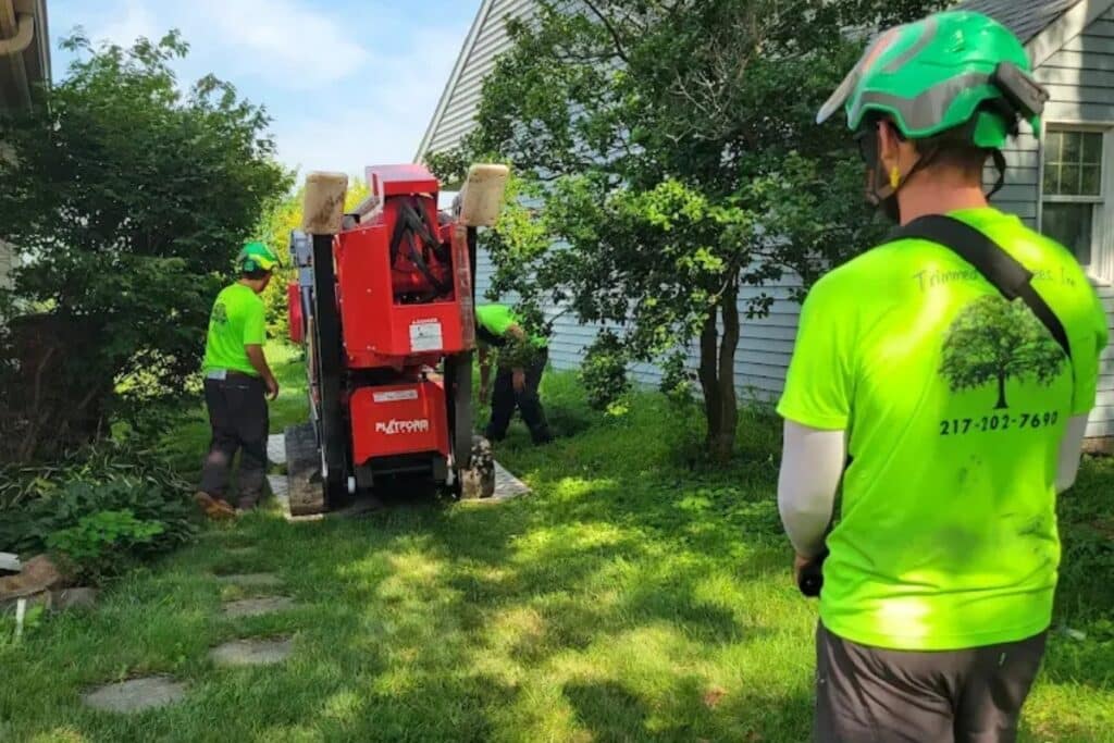 Arborist Services Trimmed Up Trees Expert Tree Care Services Illinois
