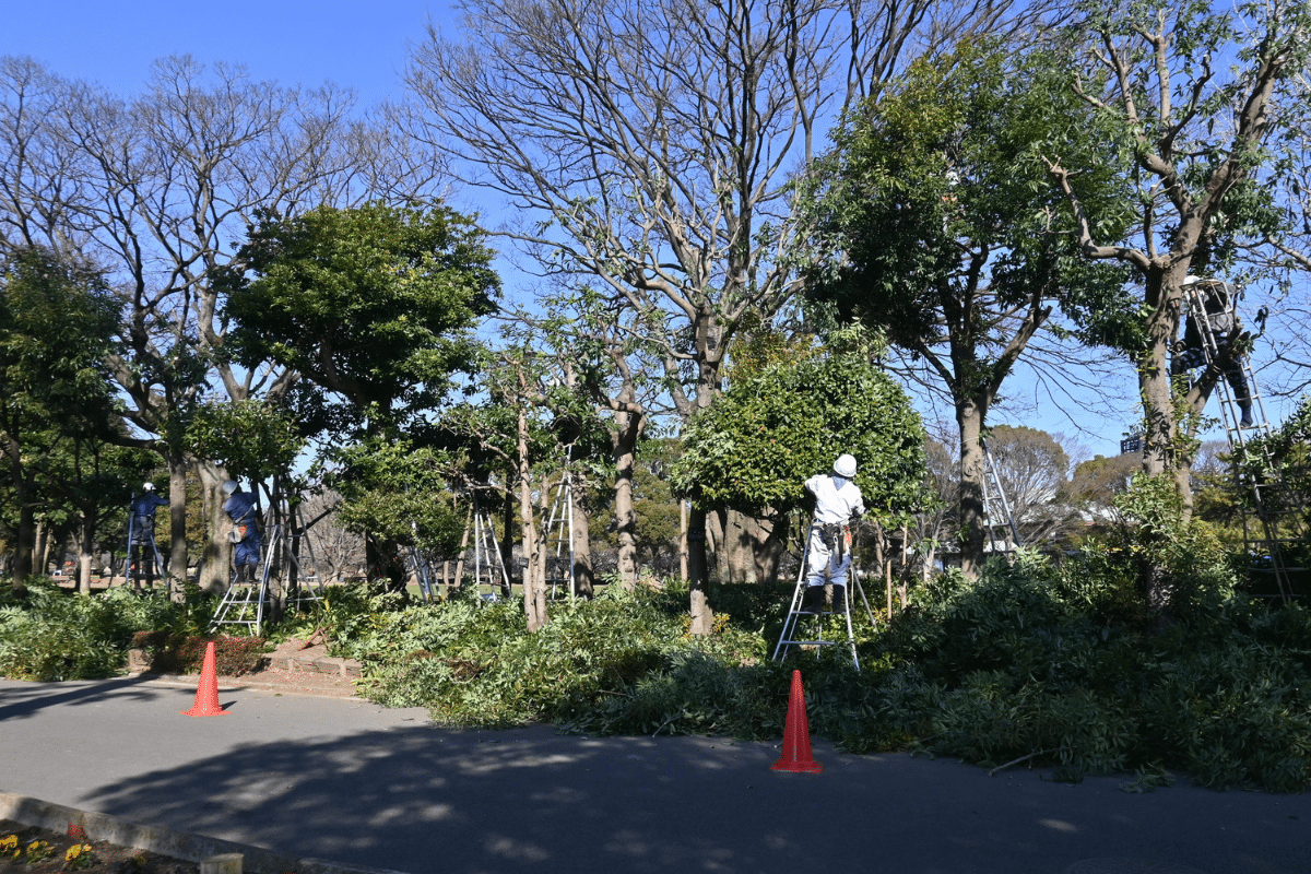 Blocking Access Points Clearing Trimmed Up Trees