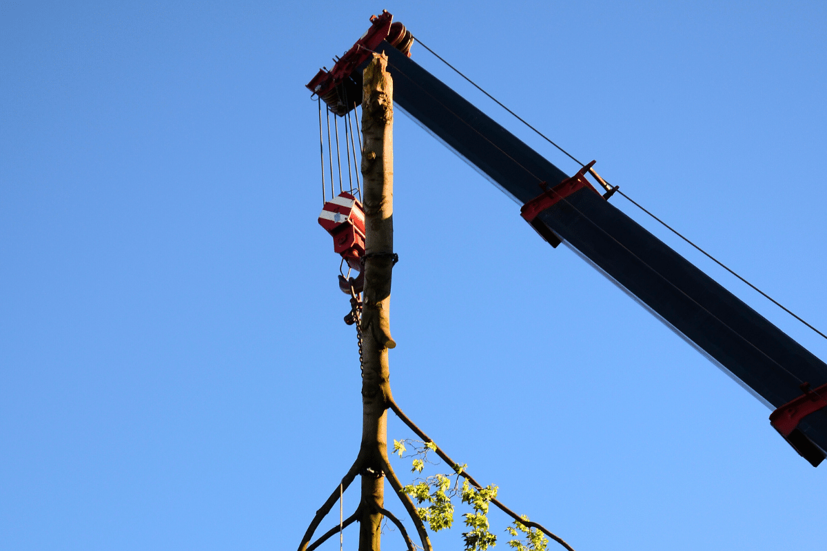 Crane Assisted Tree Removal Trimmed Up Trees Illinois
