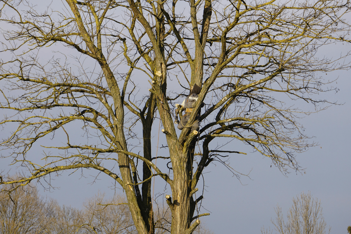 Crown Cleaning Trimmed Up Trees in Illinois