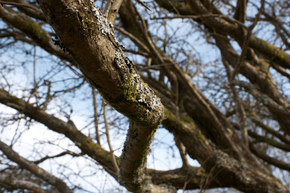 Dead Branches in Trees Crown Trimmed Up Trees