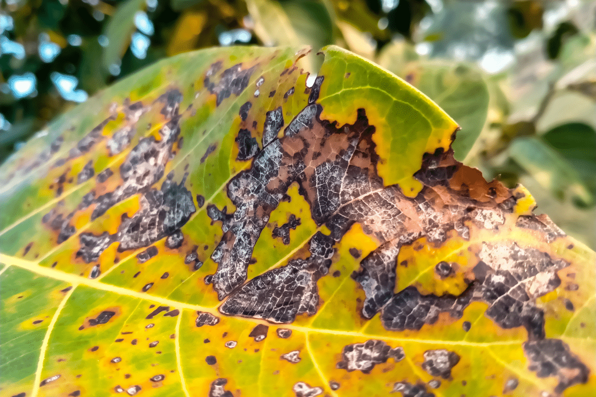 Disease Diagnosis Leaf Up Close Trimmed Up Trees