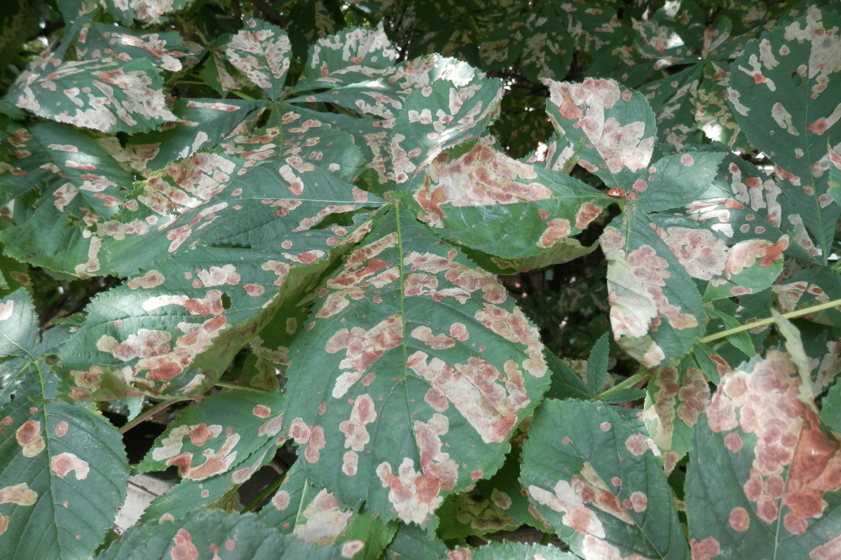 Diseased Trees Suffering Trimmed Up Trees