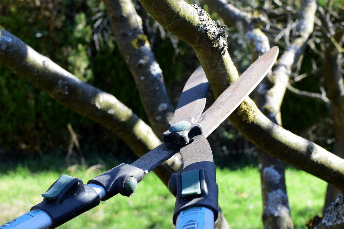 Expert Crown Raising in Illinois Trimmed Up Trees