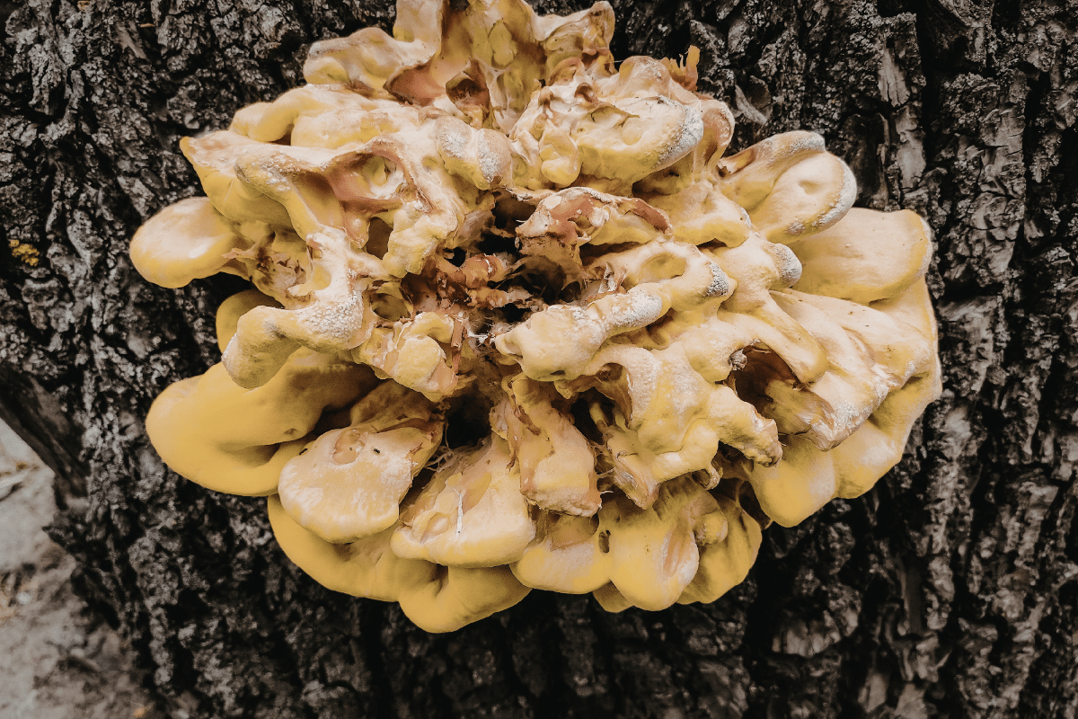 Fungal Decay on Trees Mushroom Growth Trimmed Up Trees