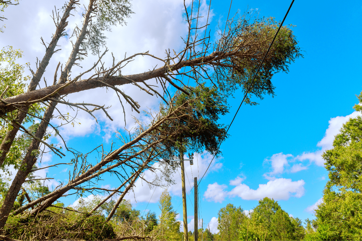 Hazardous Structure Trees Leaning on Power Lines Trimmed Up Trees