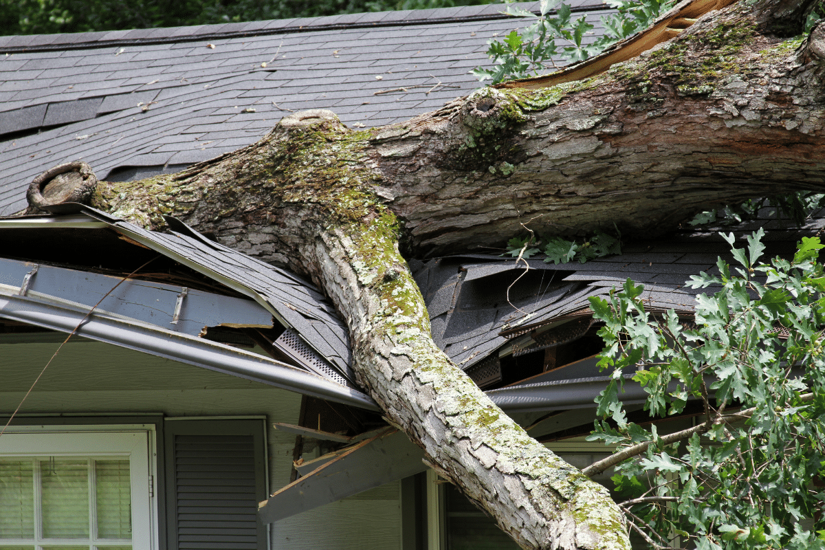 Hazardous Tree Branch Falling on House Trimmed Up Trees