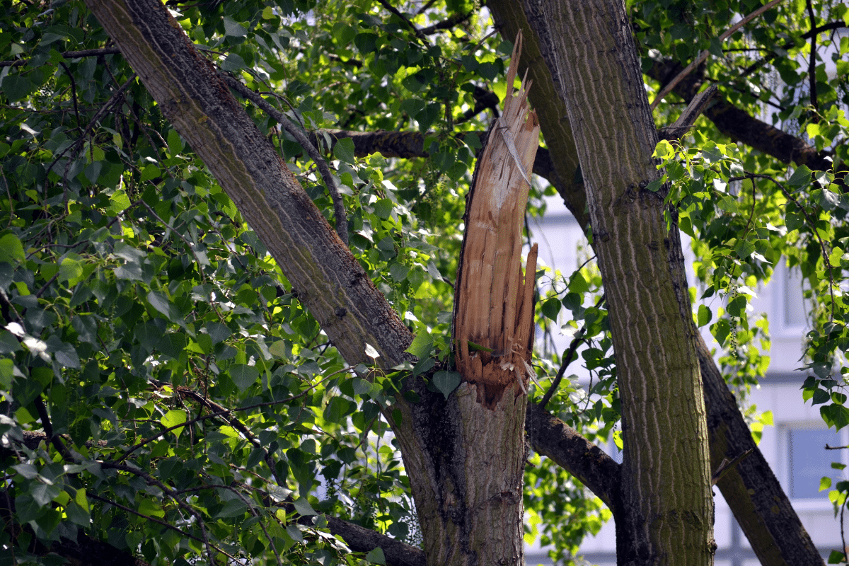 Hazardous Tree Branch Removal Trimmed Up Trees