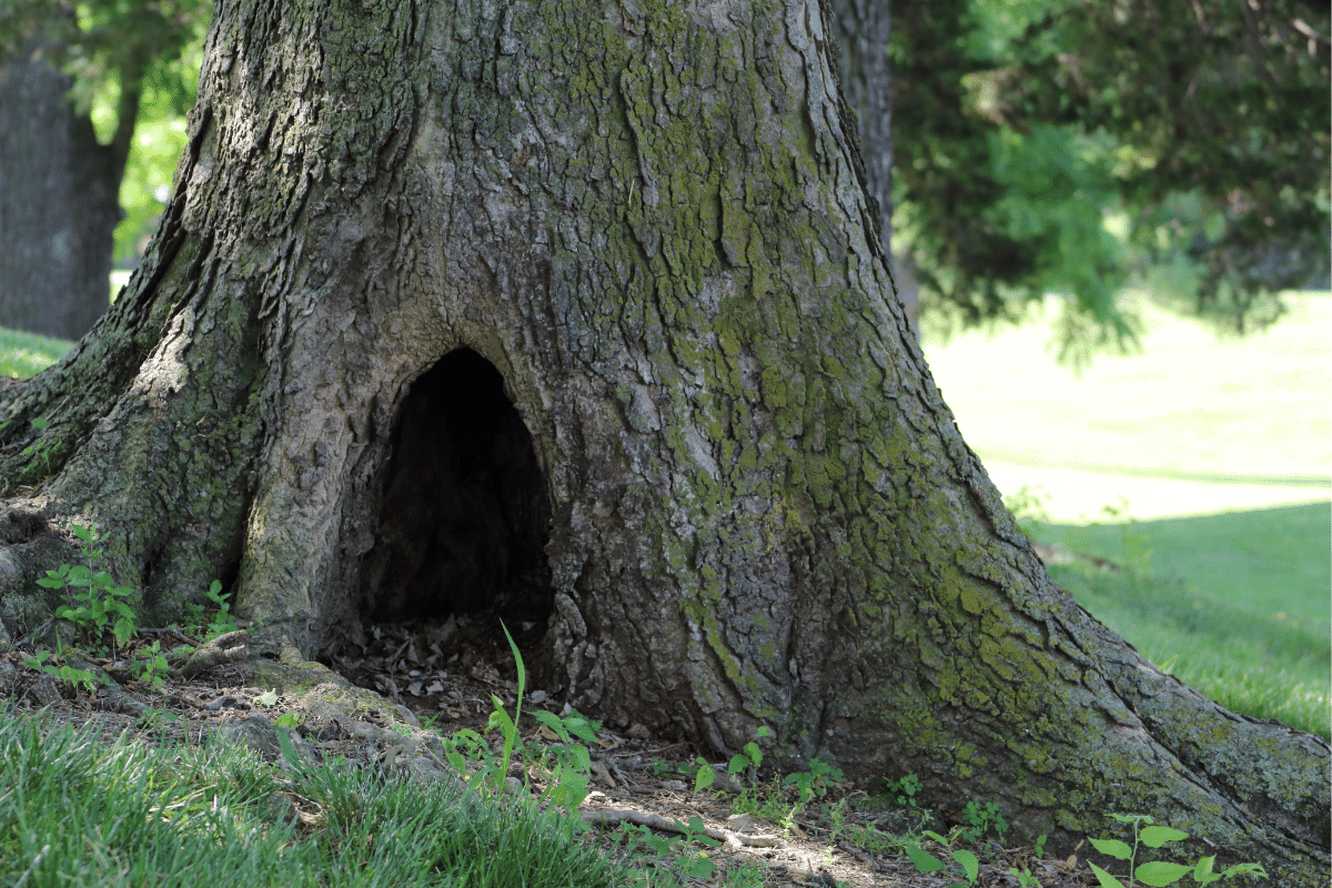 Large Hallows Trimmed Up Trees