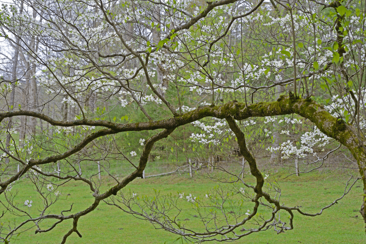 Overextended Tree Branches on Trees Trimmed Up Trees
