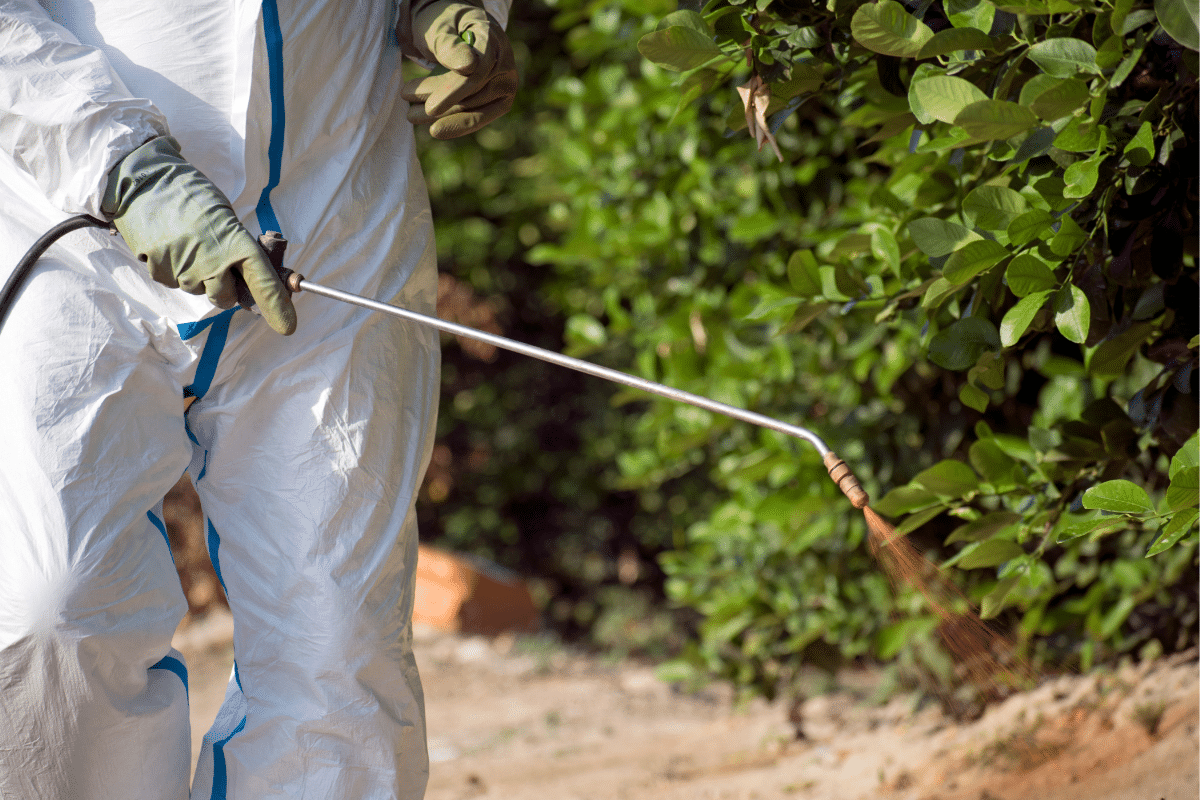 Pest and Disease Treatments in Illinois Trimmed Up Trees