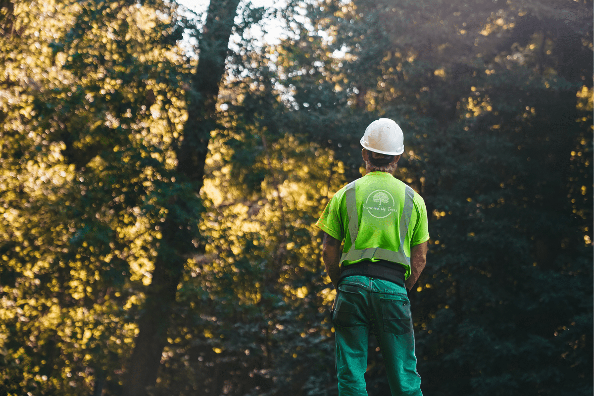 Pre Construction Consultations Trimmed Up Trees