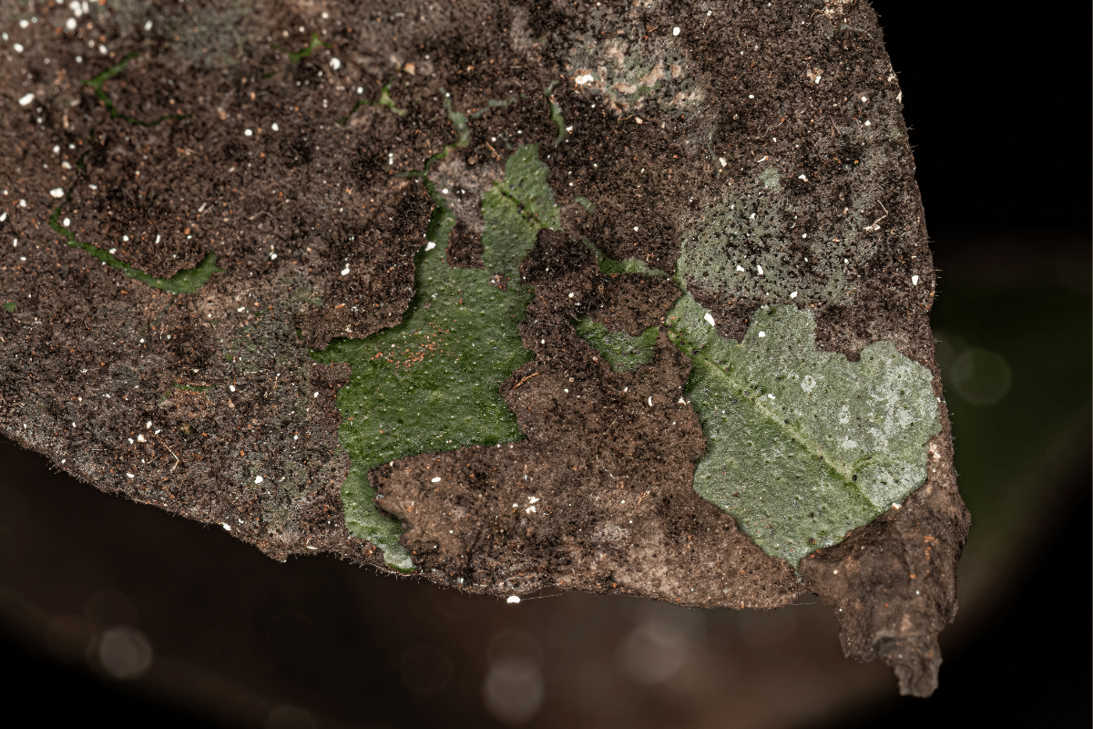 Sooty Mold Tree Disease on Leaf Up Close Trimmed Up Trees