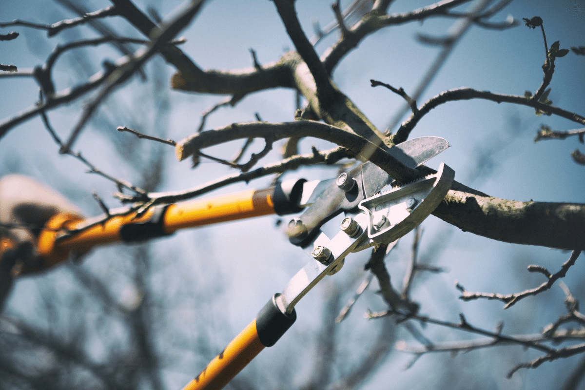 Structural Pruning of Trees Trimmed Up Trees