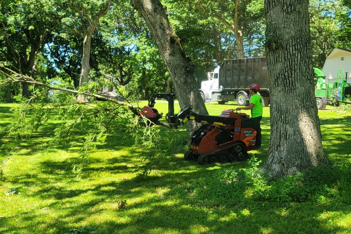 Tree Care Services Trimmed Up Trees Illinois Zero Impact Removal