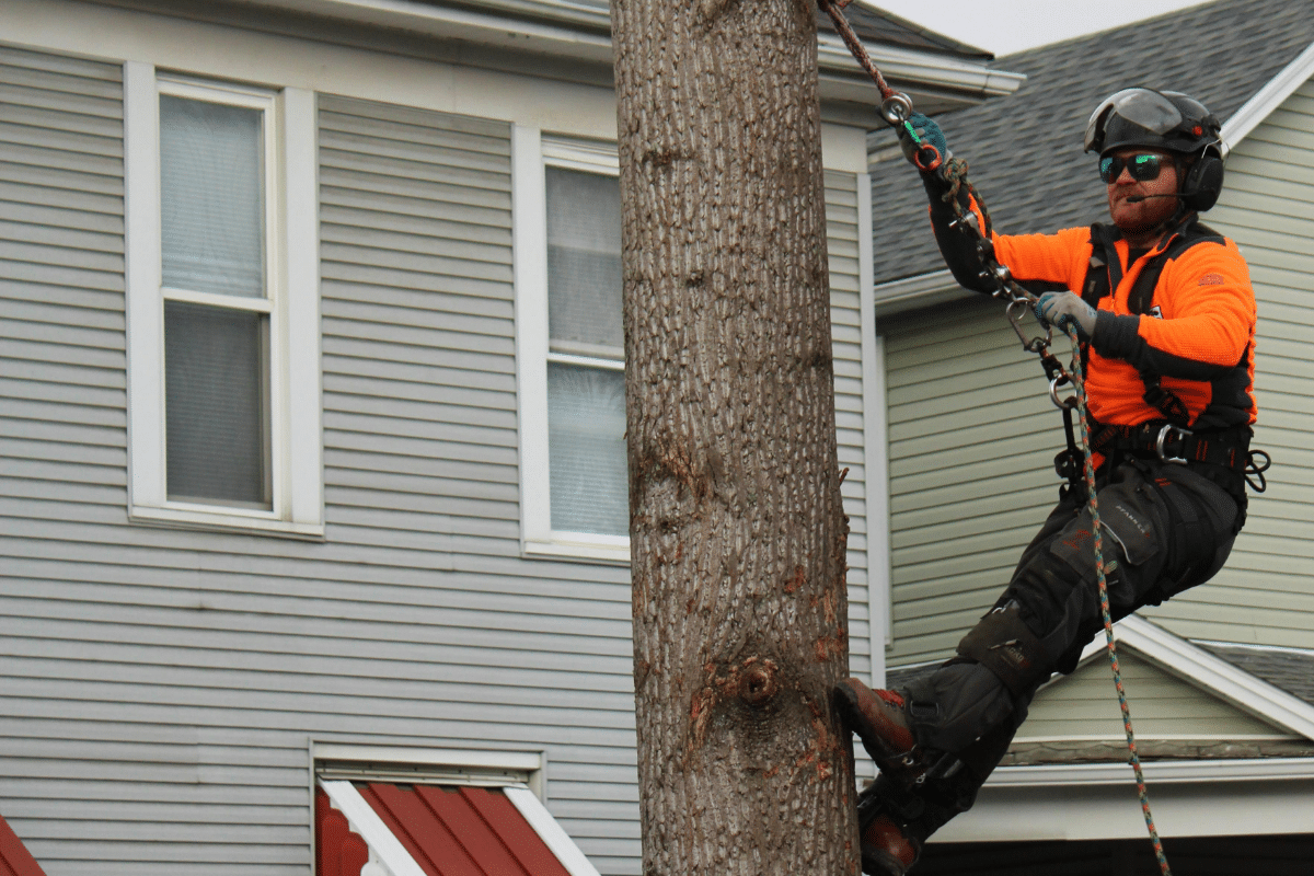 Tree Climber Tree Removal Trimmed Up Trees