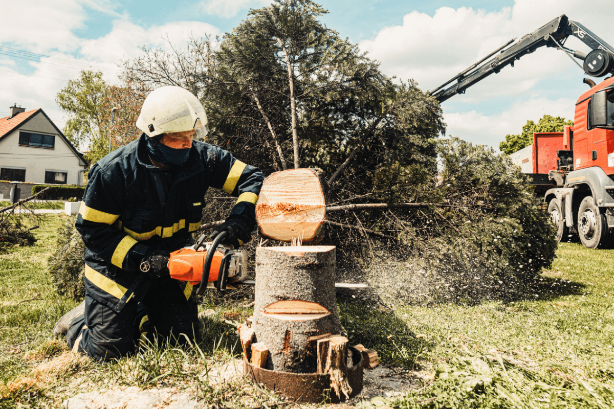 Tree Felling for Tree Removal Trimmed Up Trees