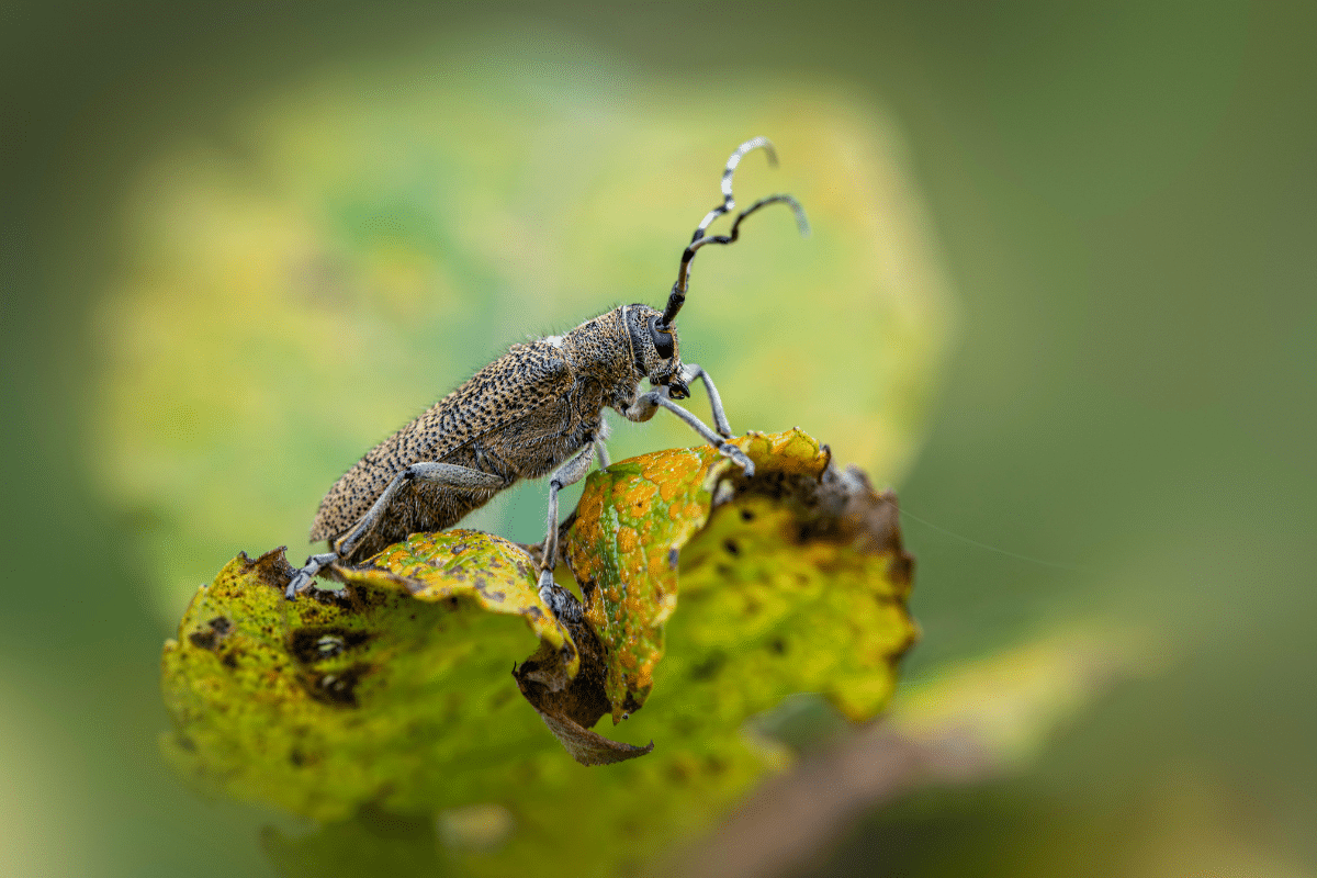 Tree Pests Up Close Poplar Borer on Leaf Trimmed Up Trees