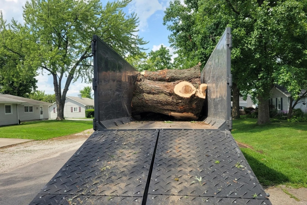 Tree Removal Clean Up Trimmed Up Trees Expert Tree Care Services Illinois