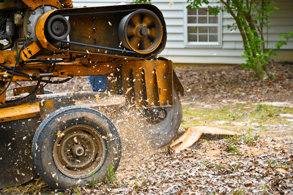 Tree Stump Removal for Construction Space Trimmed Up Trees