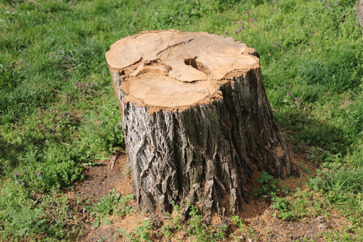 Tree Stump Trip Hazard Trimmed Up Trees