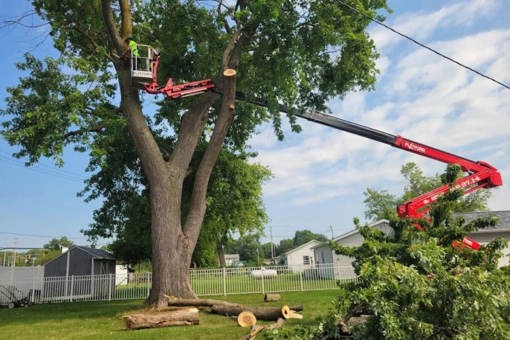 Tree Trimming and Pruning Safety Lift Trimmed Up Trees Expert Tree Care Services Illinois