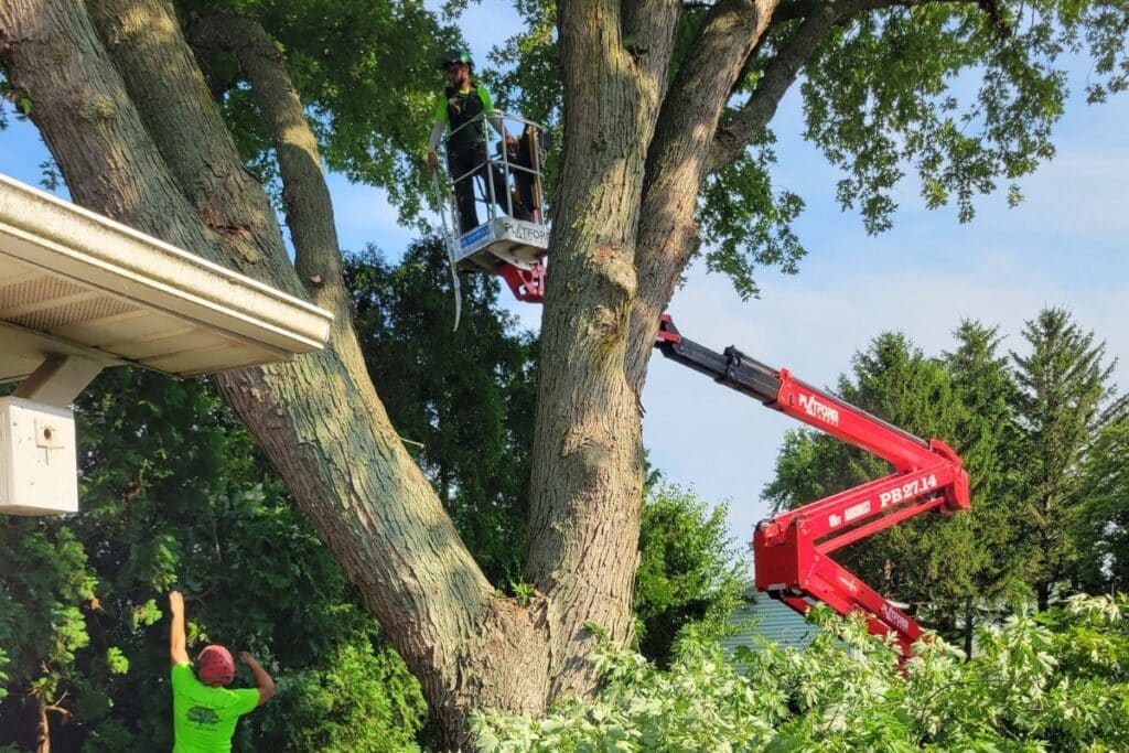 Tree Trimming and Pruning Trimmed Up Trees Expert Tree Care Services Illinois