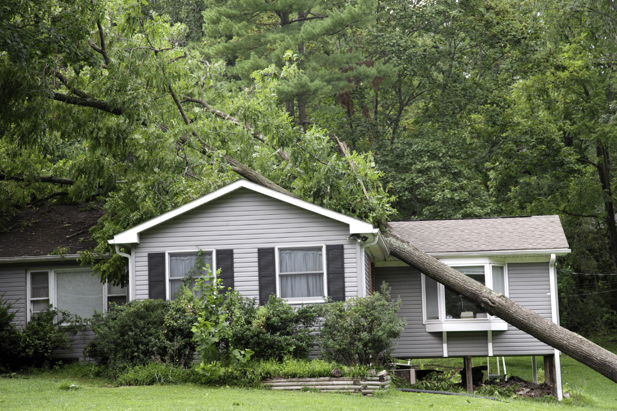 Trees Contacting Home Trees Causing Damage Trimmed Up Trees