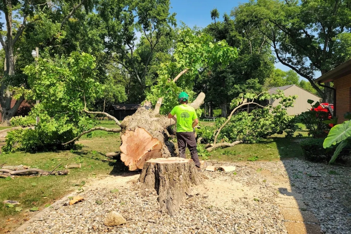 Trimmed Up Trees Expert Tree Care Services Illinois Family Owned
