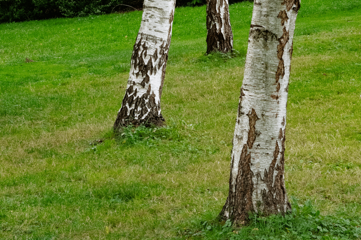 Trimmed Up Trees Tree Mounding Tree Care Services Illinois Web