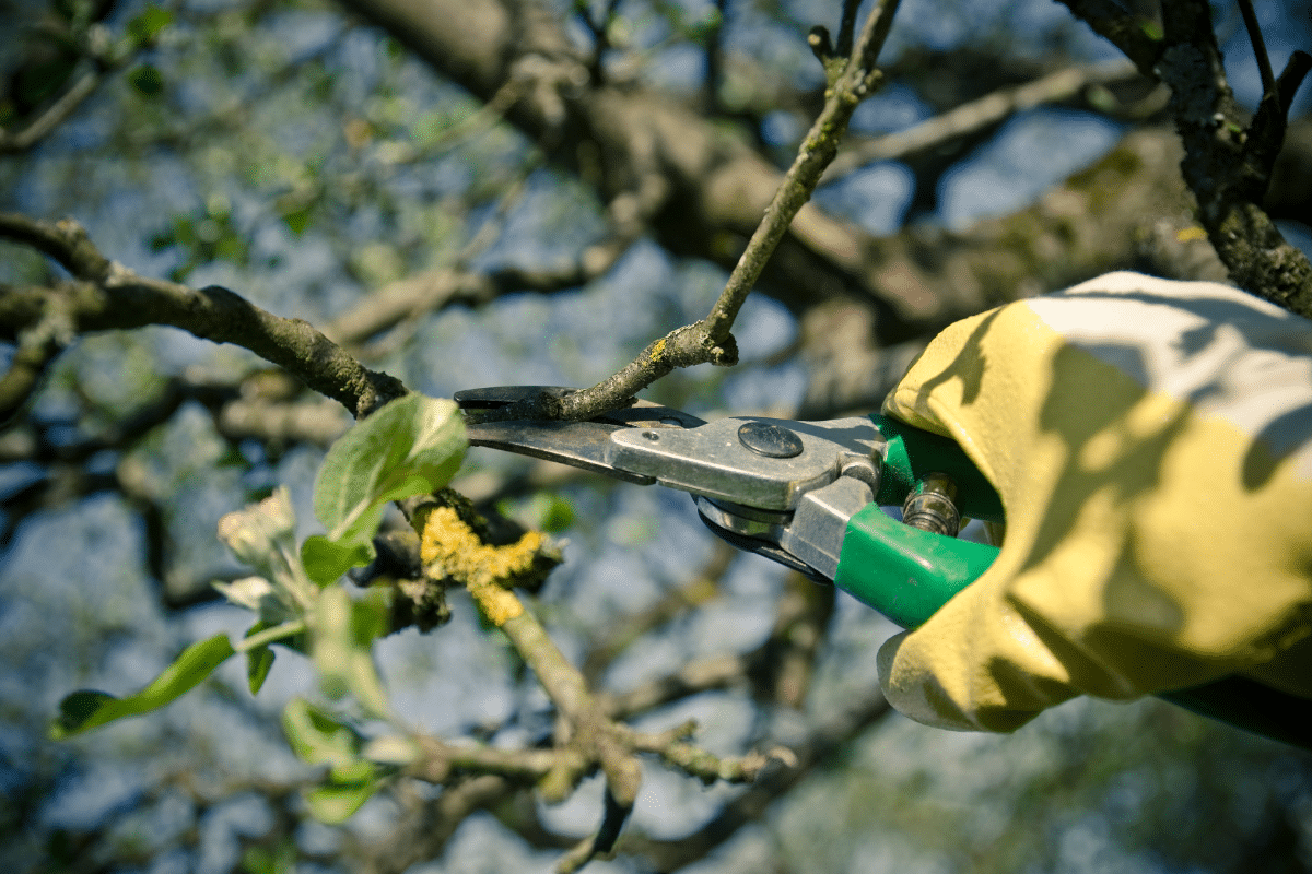 Trimming and Pruning for Clearance Trimmed Up Trees