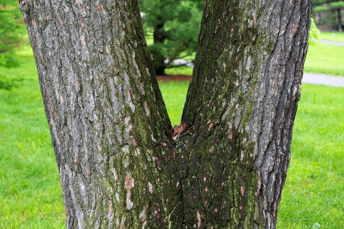 V Shaped Union Weakness of Trees Trimmed Up Trees