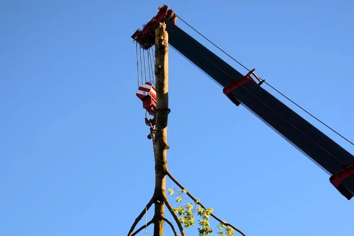 Crane Assisted Tree Removal Trimmed Up Trees Illinois