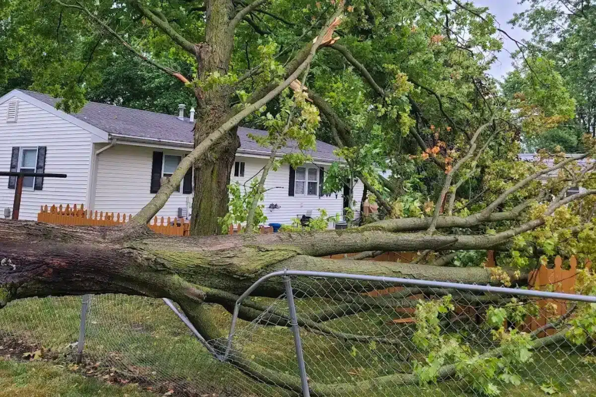 Emergency Services Storm Damage Response Trimmed Up Trees Expert Tree Care Services Illinois