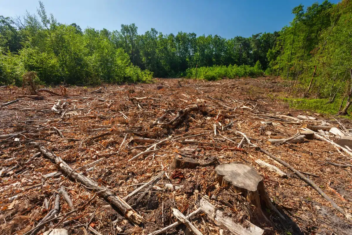 Professional Land Clearing Services Trimmed Up Trees Illinois