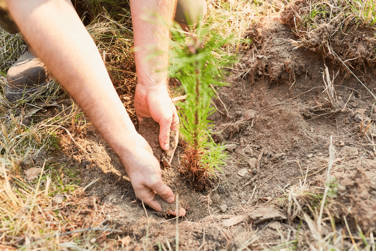 Professional Tree Care Certified Licensed Insured Trimmed Up Trees Illinois